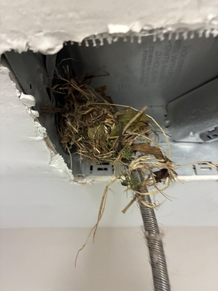 Bird's nest removed from a clogged exterior vent